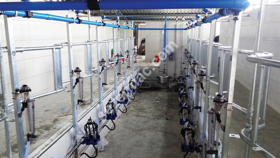 Balıkkılçığı Model Sağım Sistemleri